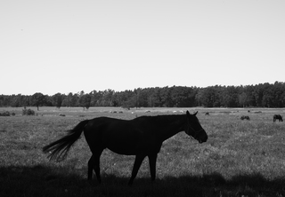Dark_Horse

»It was only when Kodak´s two biggest clients – the confectionary and furniture industries – complained that dark chocolate and
dark furniture where losing out that it came up with a solution. ›To photograph the Details of a dark horse in low light‹ coded phrase used by Kodak to describe a new film stock created in the early 1980s to address the inability of earlier films to accu-
rately render dark skin.«

Text: David Smith: ‚Racism‘ of early colour photography explored in art exhibition: https://www.theguardian.com/artanddesign/2013/jan/25/
racism-colour-photography-exhibition
Bild: Sofia Mintre